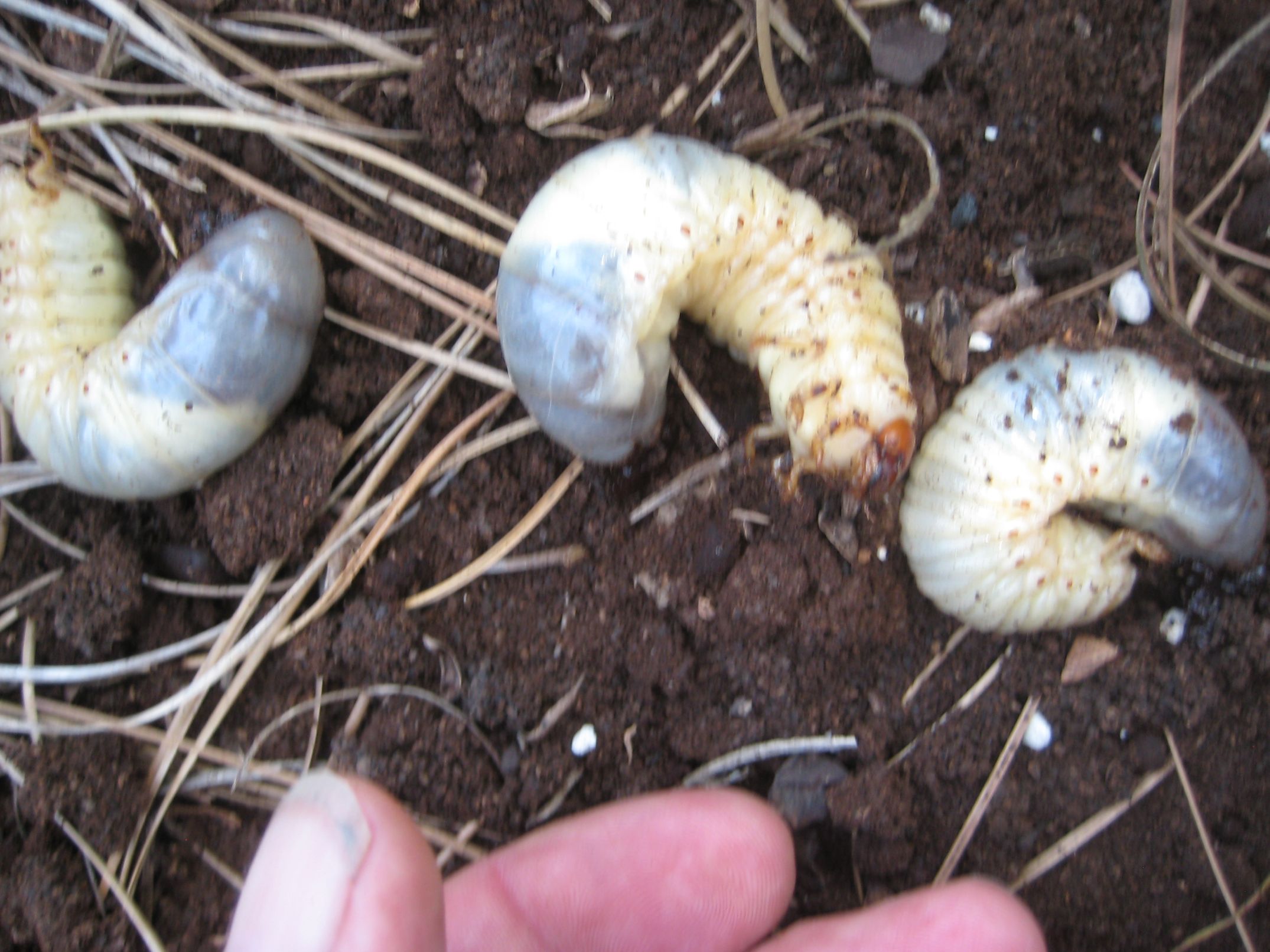 Queen palm's got bugs DISCUSSING PALM TREES WORLDWIDE PalmTalk